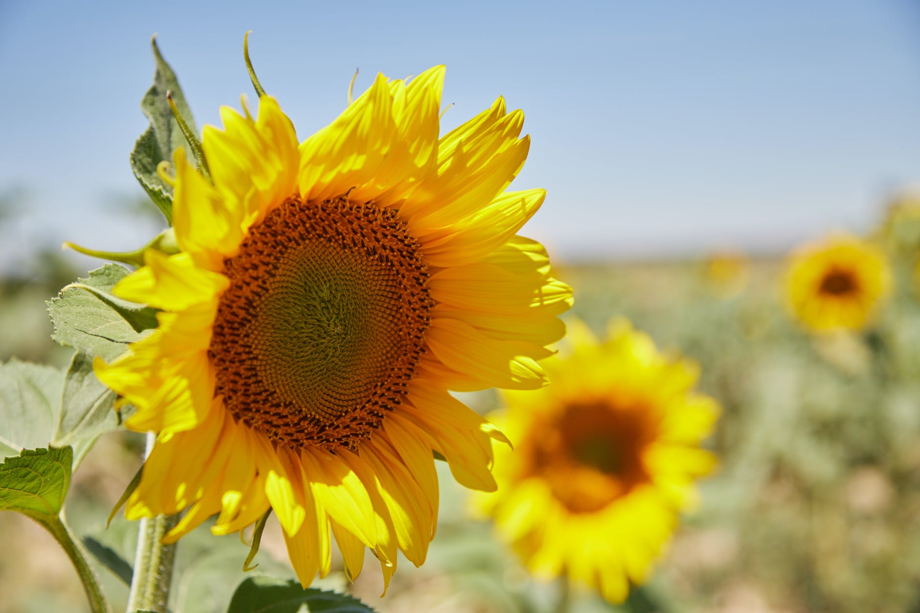 Nada mejor que esta foto de girasoles para representar a Huerto de Paula Quintana