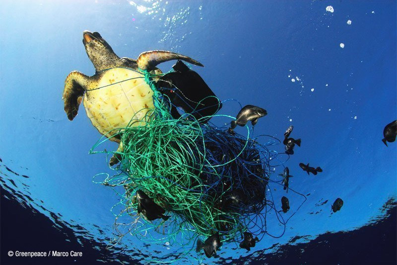 Fotografía de Francis Pérez-Tortuga enmallada. 